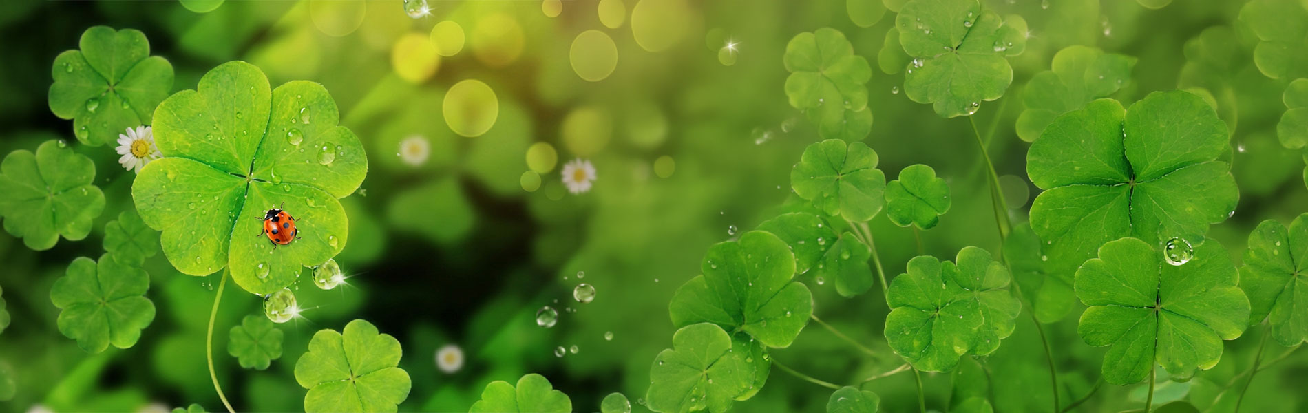 四つ葉と緑の葉の背景写真